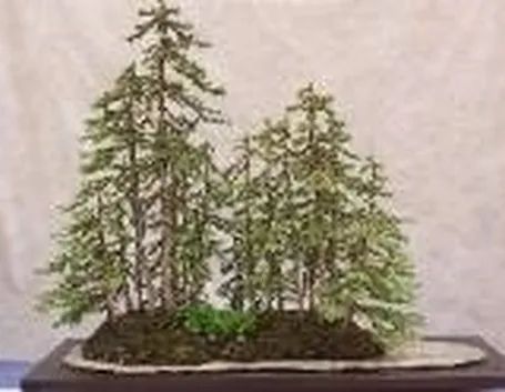 Boschetto di bonsai