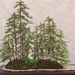 Boschetto di bonsai