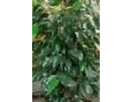 Ficus