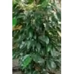 Ficus