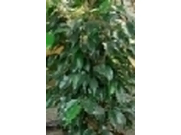 Ficus