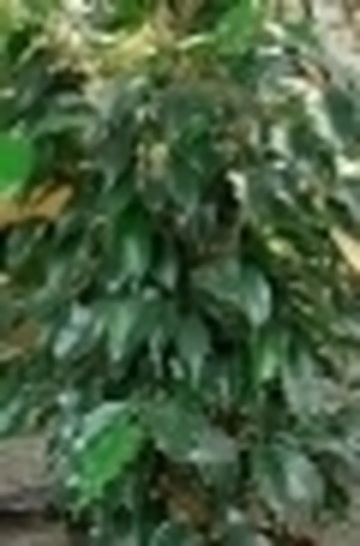 Ficus