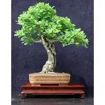 quercia bonsai