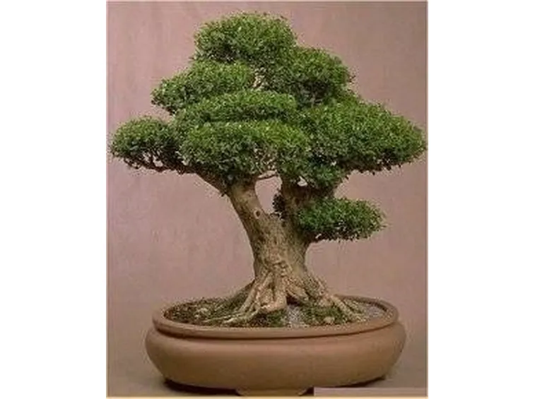 Bonsai di bosso