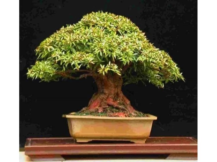 acero bonsai