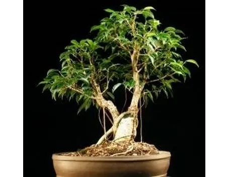 Ficus bonsai