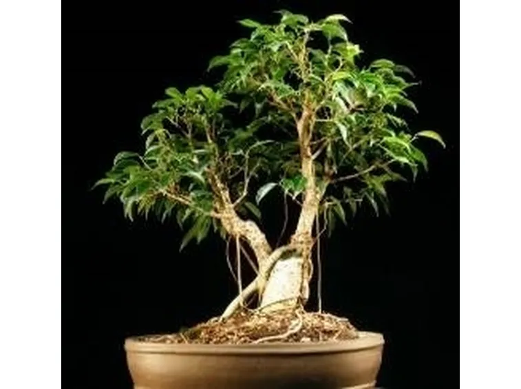 Ficus bonsai