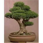 ficus