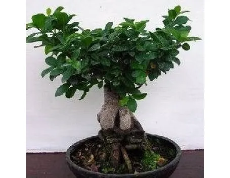 Ficus ginseng