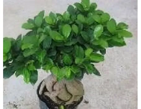 Ficus ginseng 