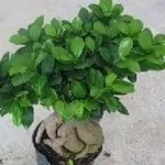 Ficus ginseng 