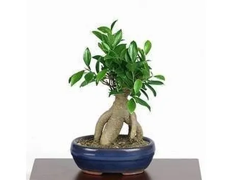 Ficus ginseng