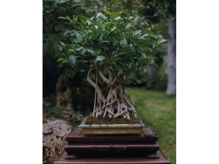 Ficus retusa bonsai