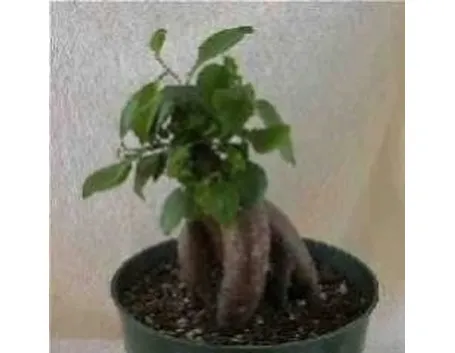 Giovane bonsai