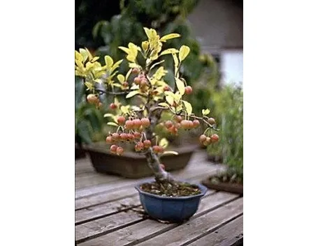 Bonsai