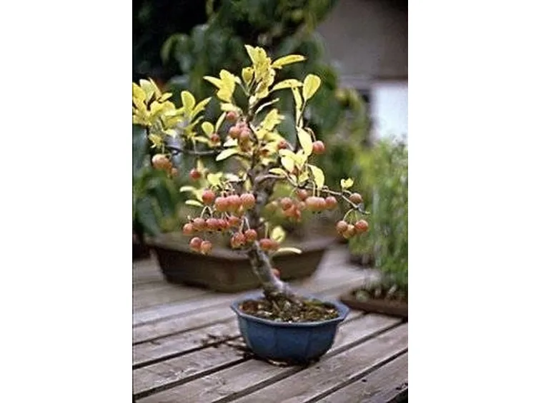 Bonsai