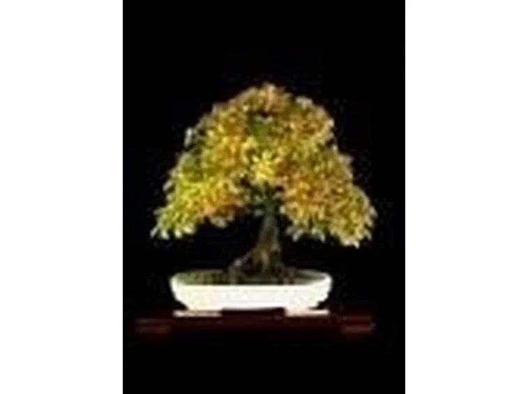 Bonsai di carpino