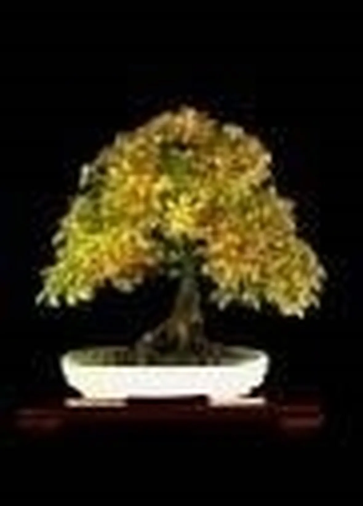 Bonsai di carpino