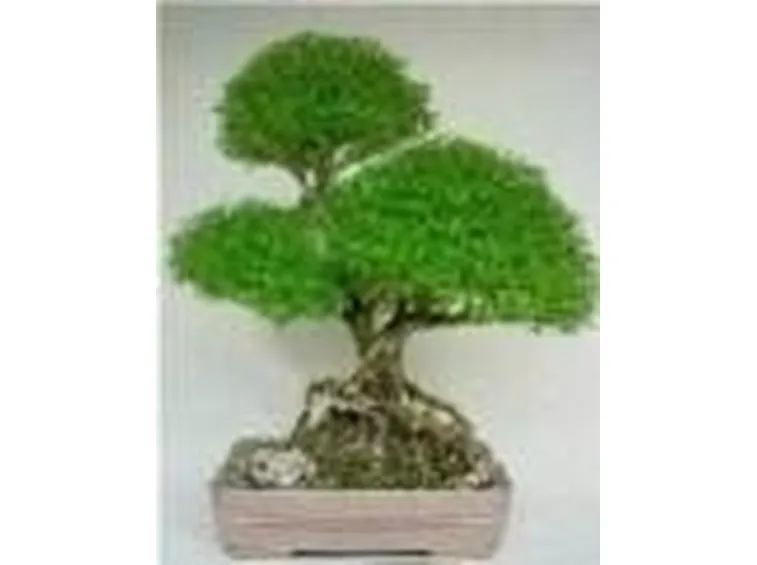 serissa