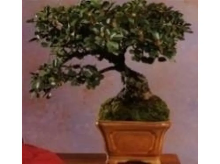 cotoneaster