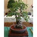 Quercia bonsai