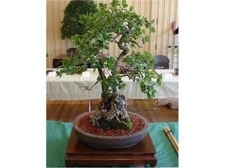 Quercia bonsai