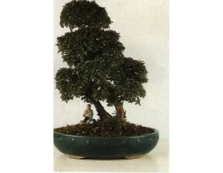 bonsai