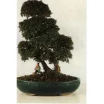 bonsai