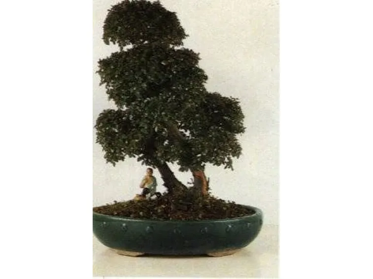 bonsai