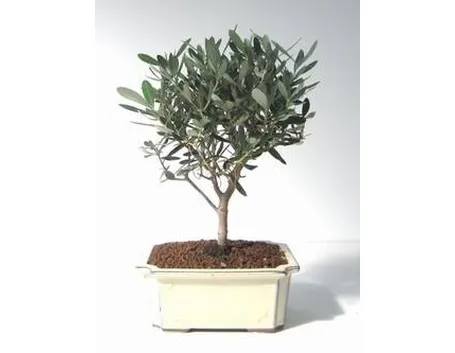 Ulivo bonsai