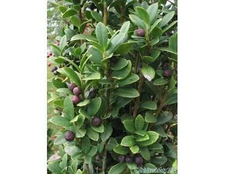Ilex Crenata