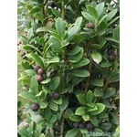 Ilex Crenata