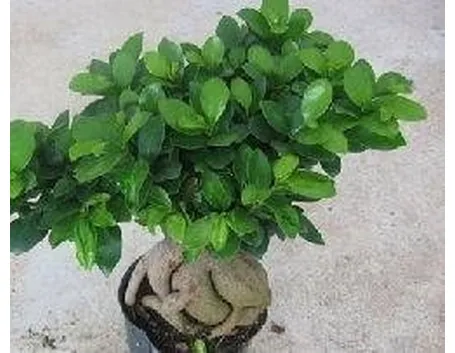 Ficus