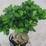 Ficus