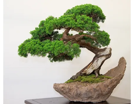bonsai 