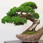 bonsai 