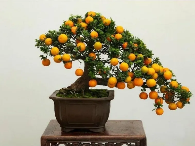 bonsai 