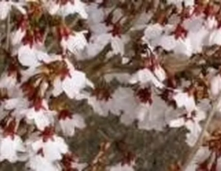Fiori di prunus