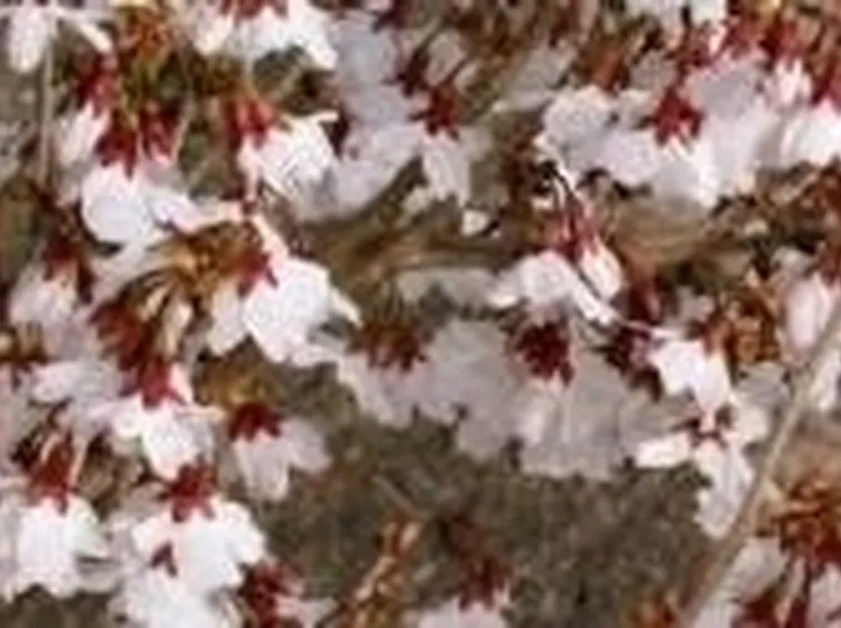 Fiori di prunus
