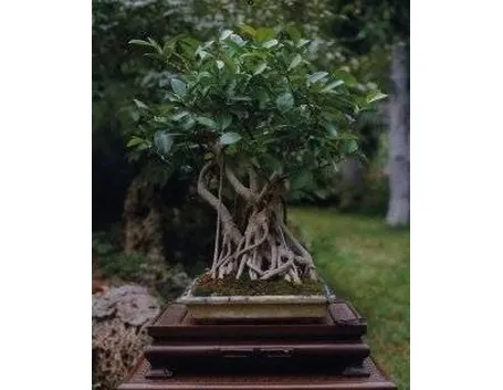 Bonsai ficus