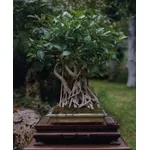 Bonsai ficus