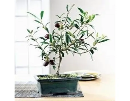 Ulivo bonsai