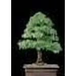 Ulmus parvifolia bonsai