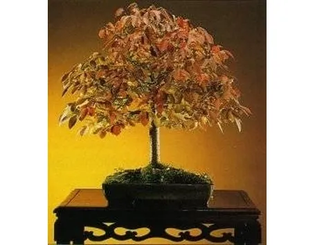 Zelkova