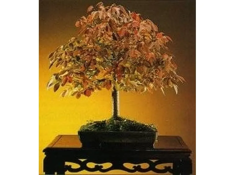 Zelkova
