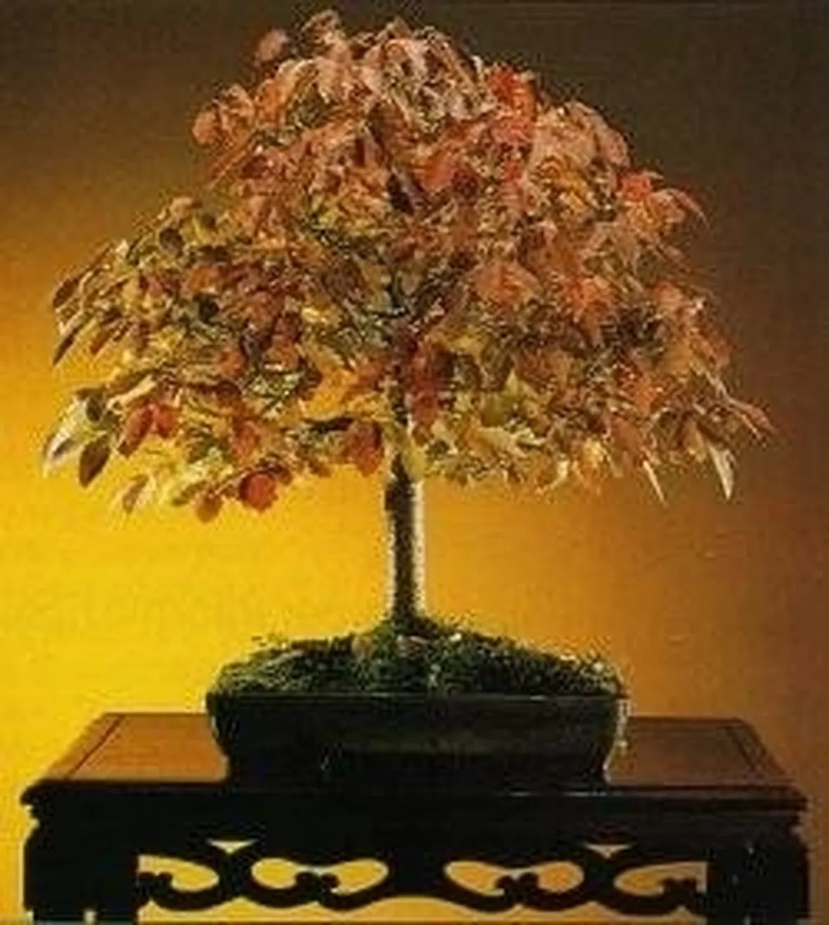 Zelkova