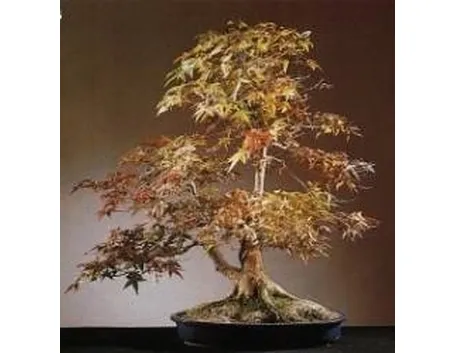 Acero bonsai