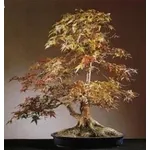 Acero bonsai