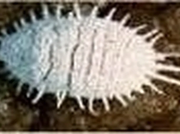 cocciniglia