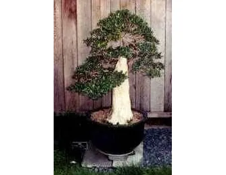 Bonsai di ulivo grande